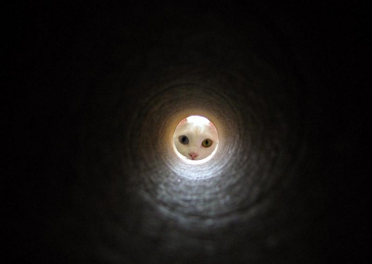 740x525, 36 Kb / кошка, труба