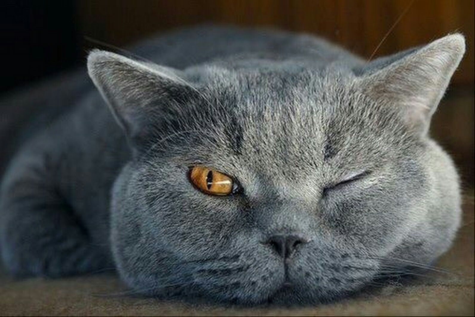 1590x1062, 191 Kb / кот, кошка, глаз
