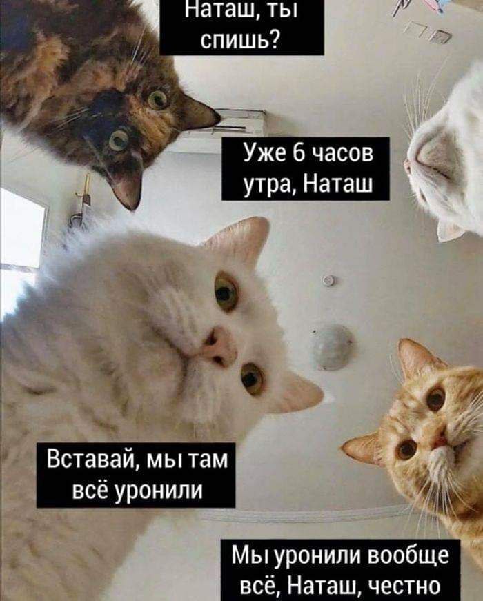 700x871, 74 Kb / Наташа, кошки, утро, уронили