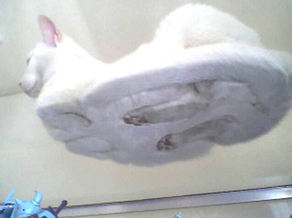426x318, 105 Kb / кот, стол, стекло
