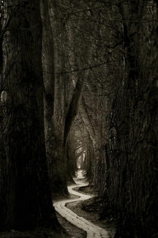 640x960, 91 Kb / лес, деревья, тропинка, зигзаг, ч/б