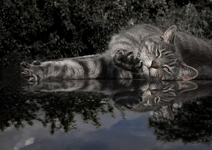 680x482, 52 Kb / кошки, позитив