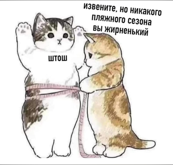 604x576, 78 Kb / коты, портновский метр, рулетка, пляж, сезон, жир