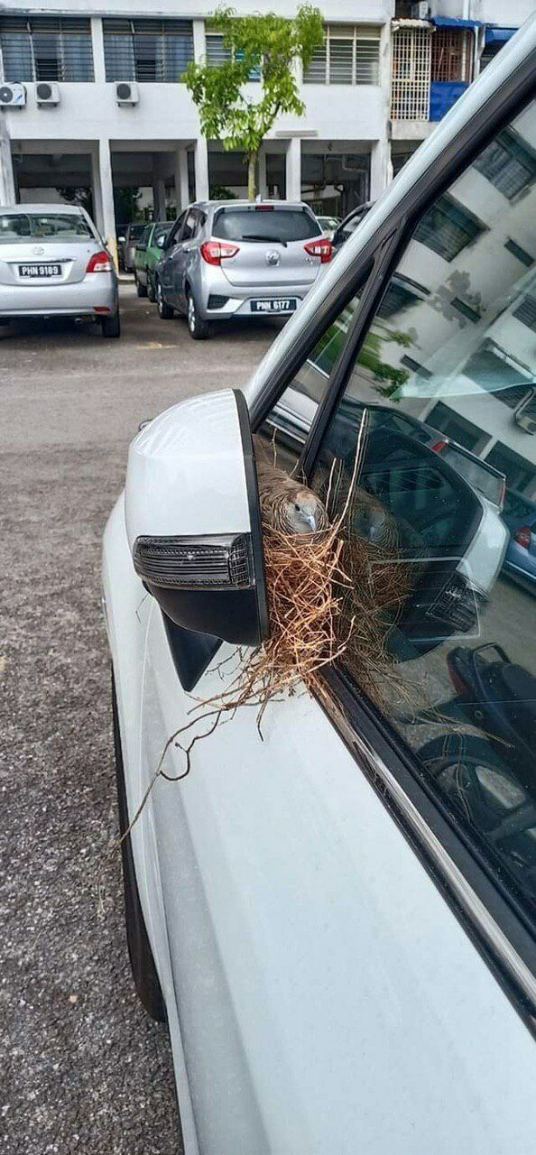 594x1280, 176 Kb / авто, зеркало, гнездо