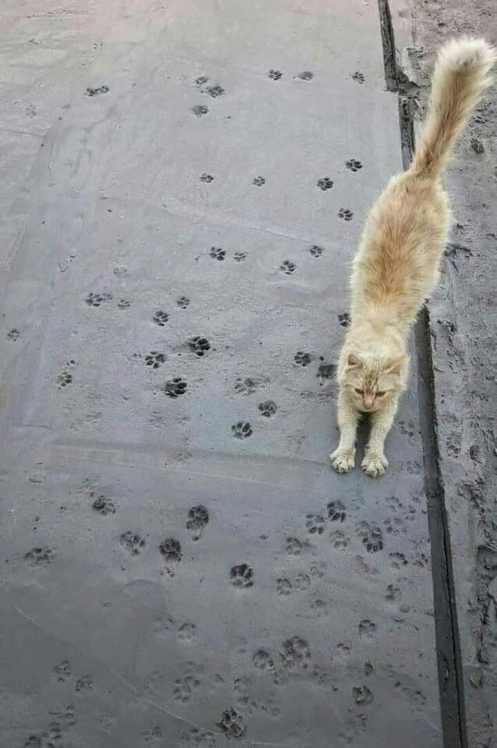 700x1053, 224 Kb / кот, кошка, дорога, бетон, следы