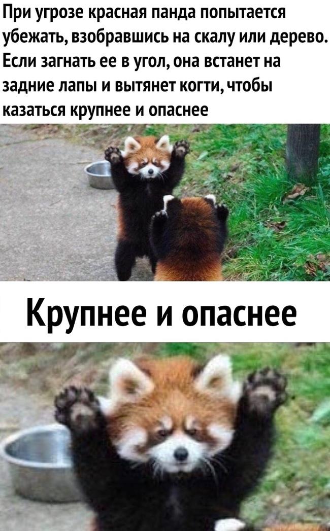 650x1047, 107 Kb / красная панда