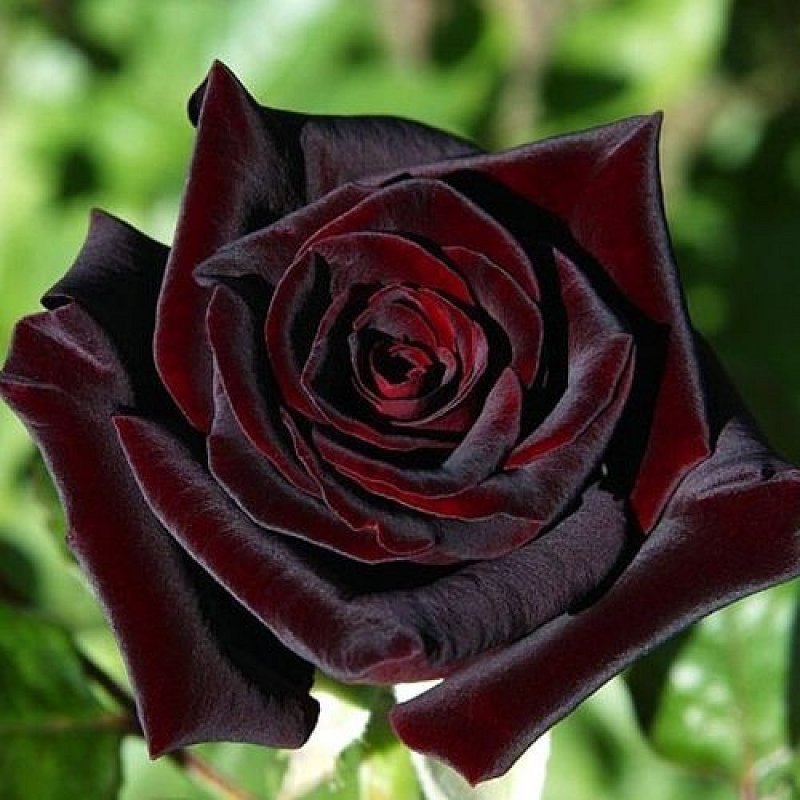 800x800, 95 Kb / цветок, роза, бордовая, Black Baccara
