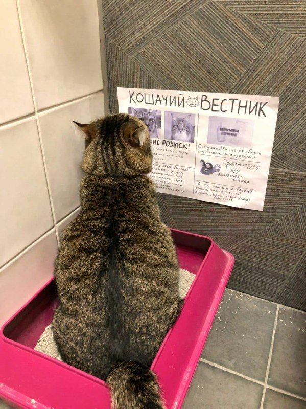 599x800, 116 Kb / Лоток, кот, стенгазета, кошачий вестник