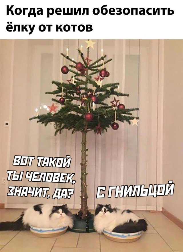 640x878, 99 Kb / Елка, кот, новый год, ветки, кошка, звезда, шар, жалюзи