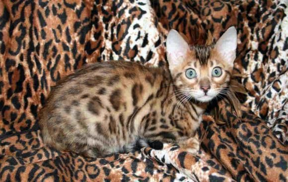 580x366, 58 Kb / бенгальский кот, котёнок, маскировка