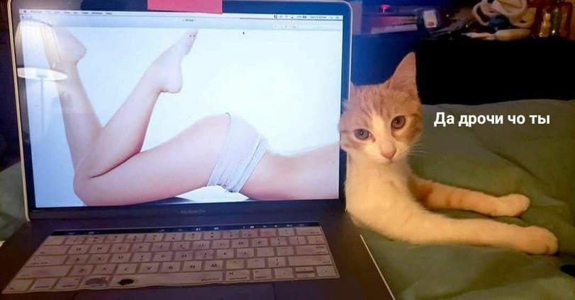 811x424, 51 Kb / ноутбук, котенок, заставка, попа