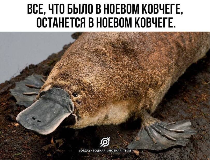811x616, 125 Kb / Утконос, ковчег