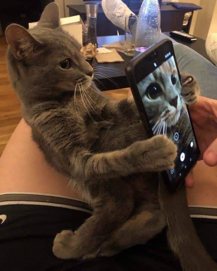 720x900, 55 Kb / кот, телефон, селфи