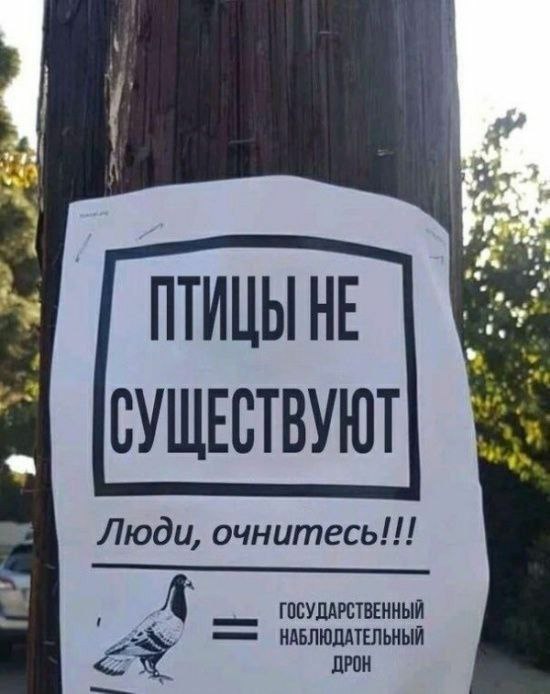 550x694, 68 Kb / птицы, голубь, дрон