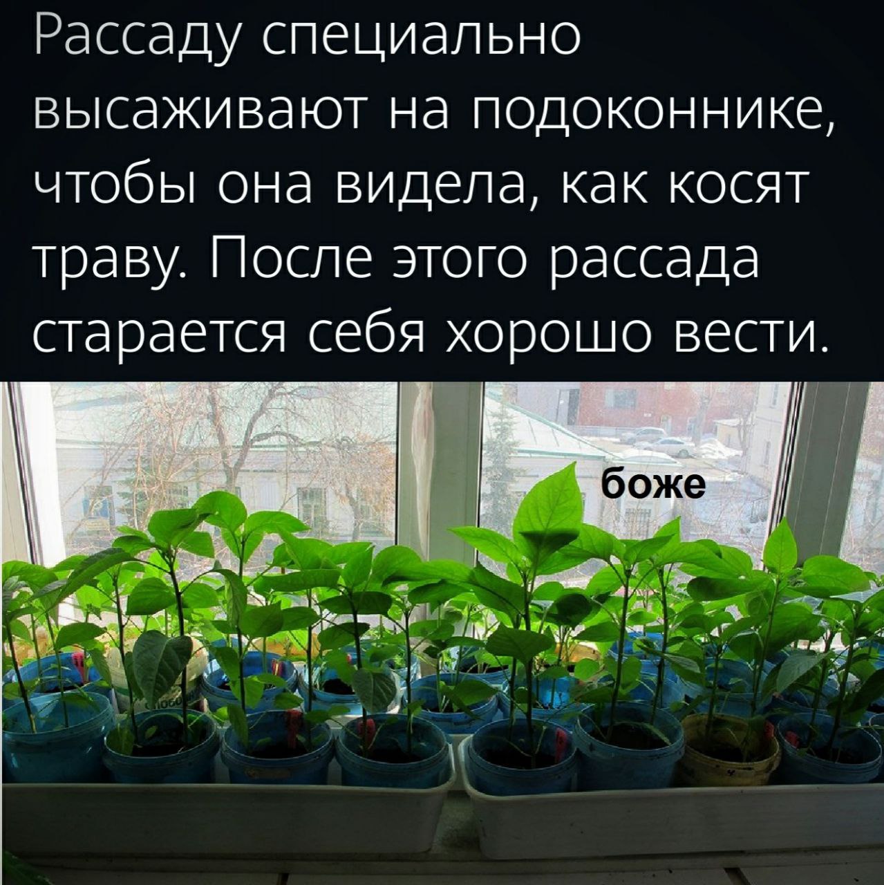 1279x1280, 270 Kb / рассада, окно