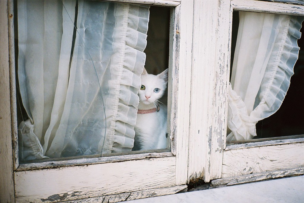1024x685, 181 Kb / окно, кошка, гетерохромия, трещина