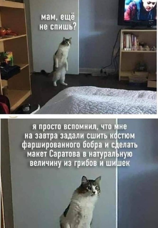 555x800, 70 Kb / снова в школу, школа, 1 сентября, кот, кошка, задание, учеба, поделка