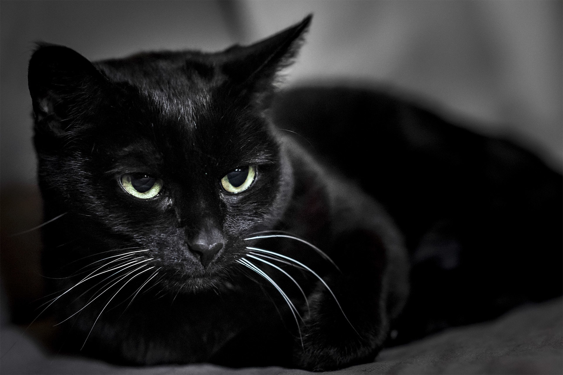 1920x1280, 338 Kb / черный, кот