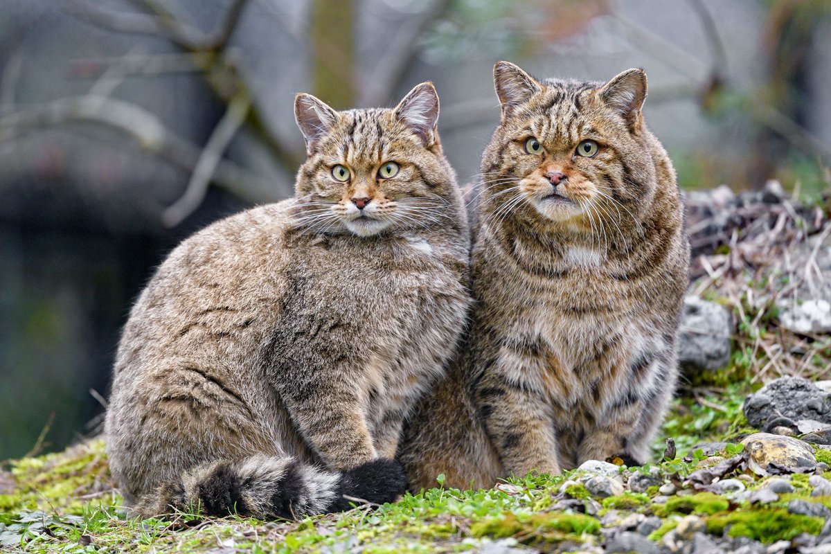1200x800, 248 Kb / кот, кошка, два, двое