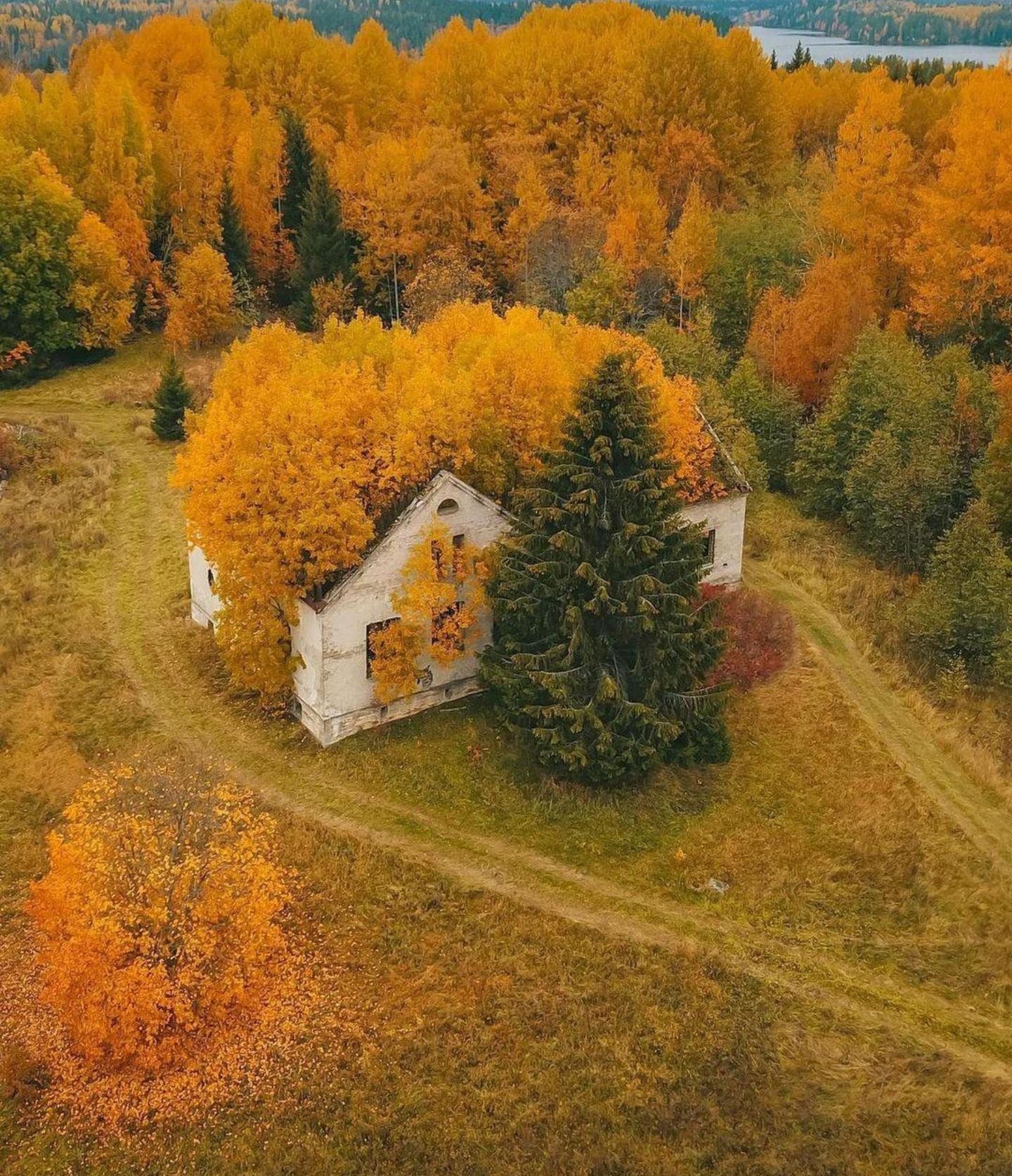 1440x1673, 489 Kb / здание, заброшенное, деревья, лес, осень