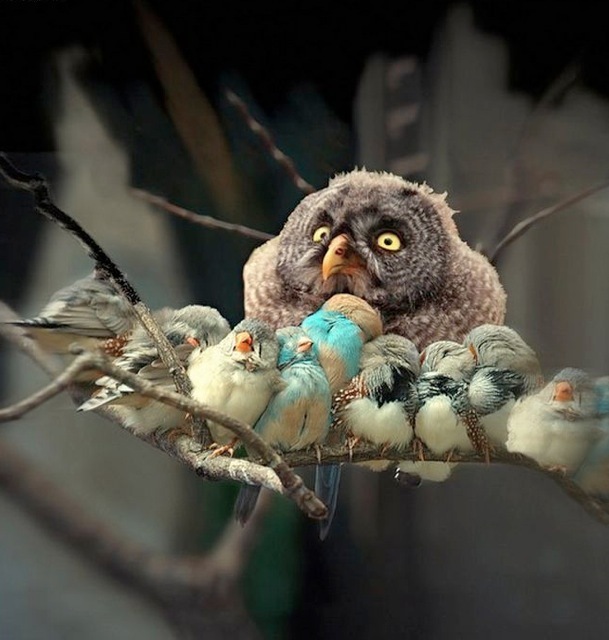 609x640, 90 Kb / птички, совёнок, for the birds