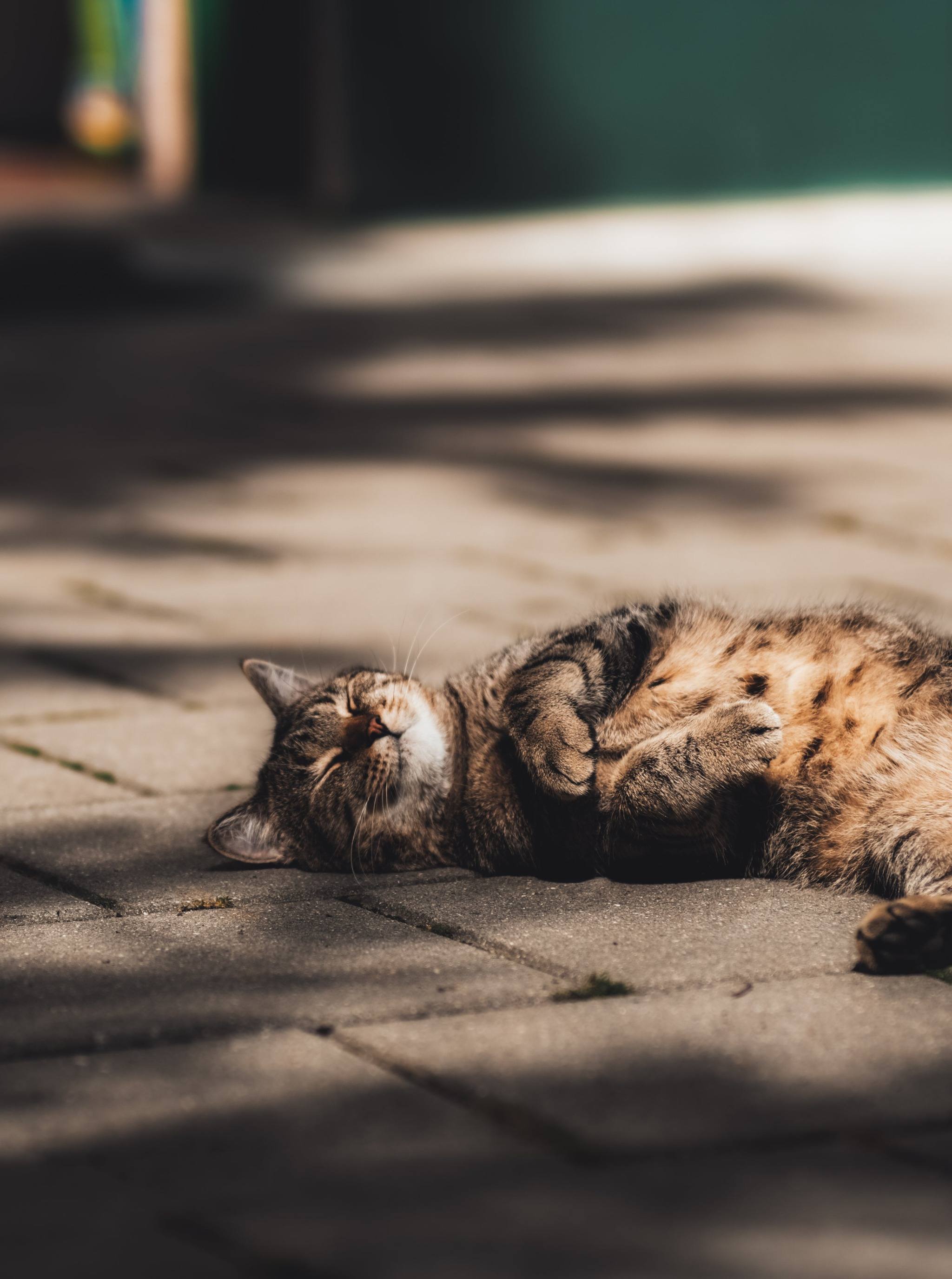 2048x2750, 320 Kb / Кот, кошка