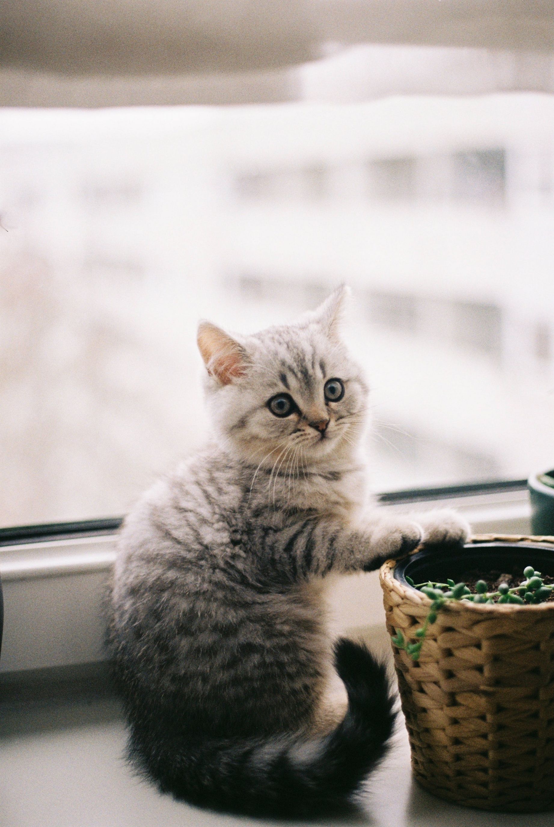 1843x2749, 564 Kb / котенок, кот, кошка, окно, корзина