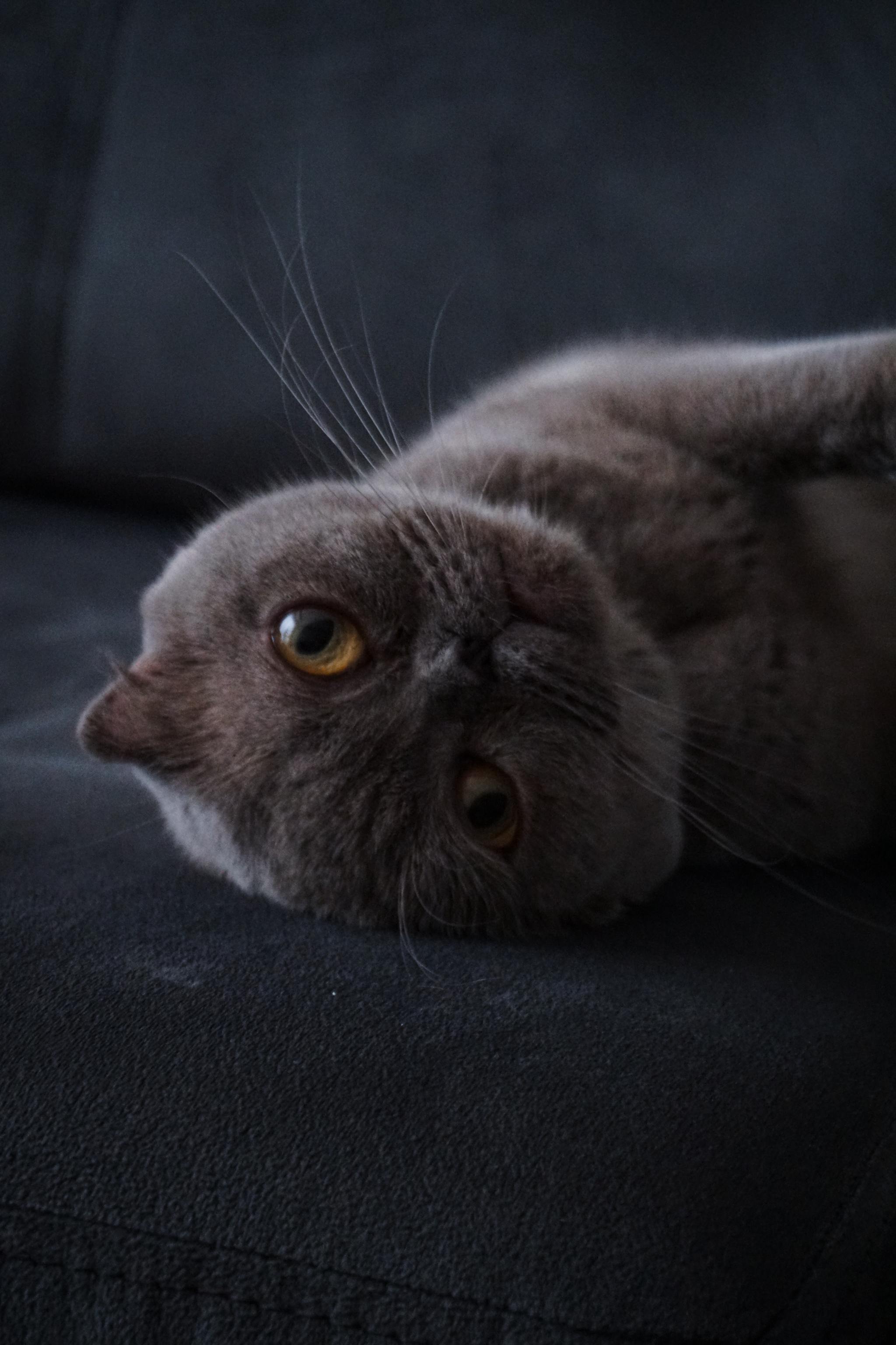 2048x3072, 419 Kb / кот, кошка