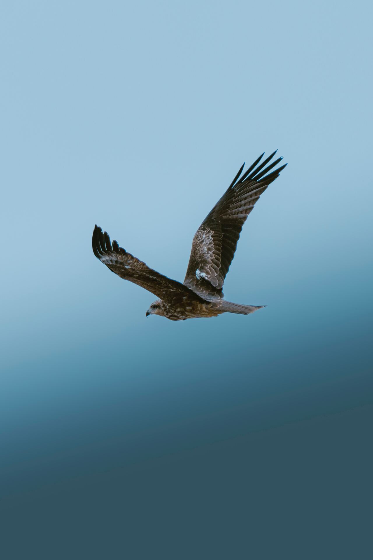 1280x1920, 65 Kb / Птица, крылья, полет, коршун, чёрный коршун