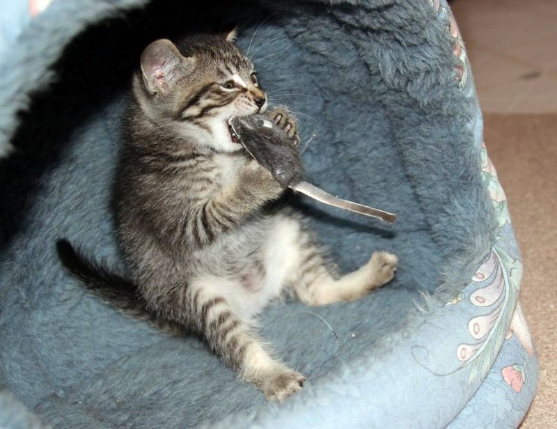 800x616, 97 Kb / котёнок, хищник