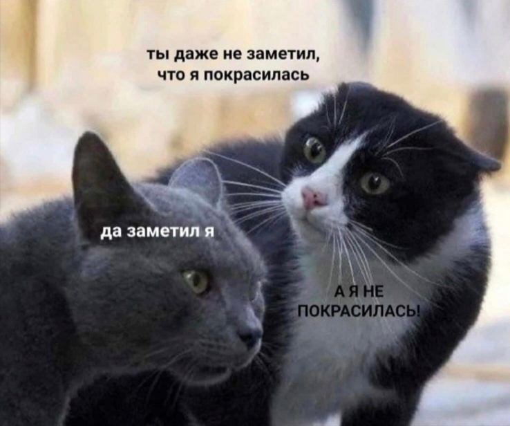738x616, 107 Kb / кошки,морды