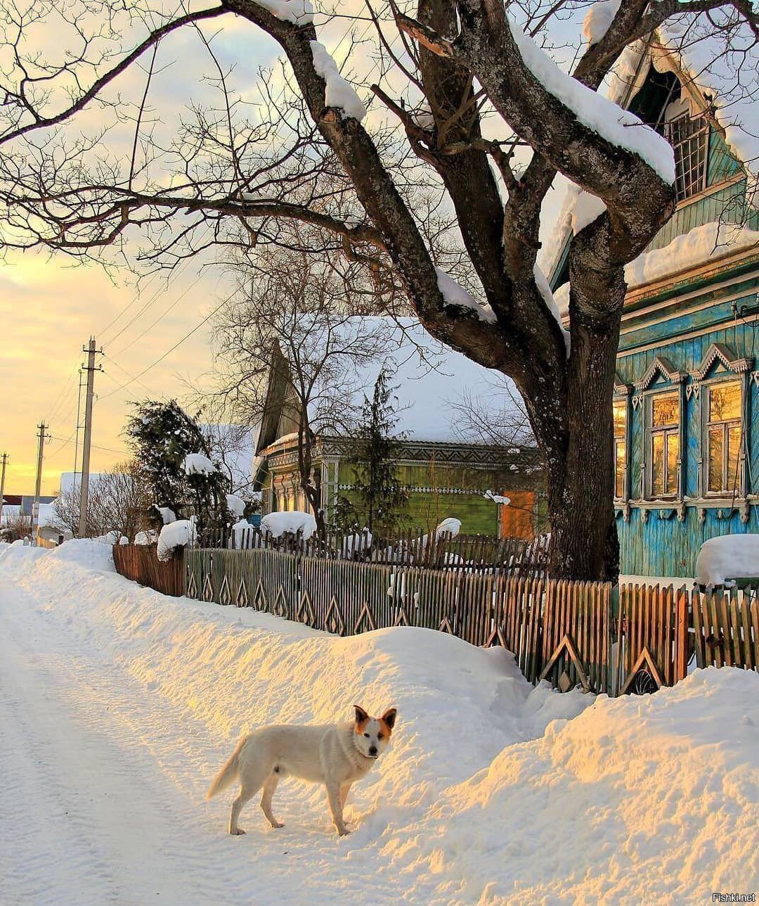 1080x1288, 368 Kb / деревня, снег, зима, дома, собака, забор, дерево
