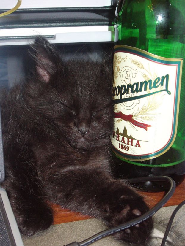 622x829, 91 Kb / кот, кабель, пиво