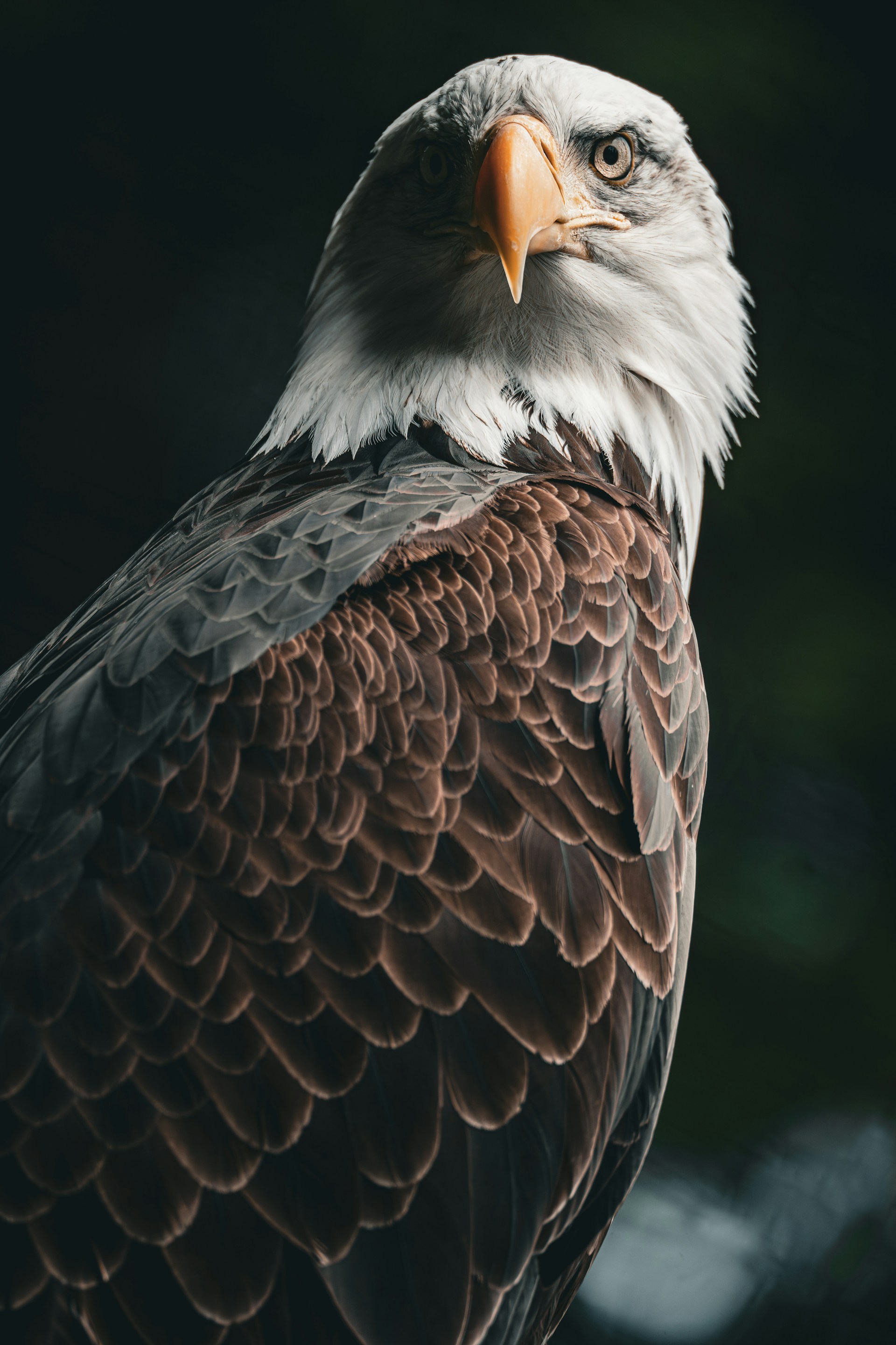 1920x2880, 611 Kb / Орел