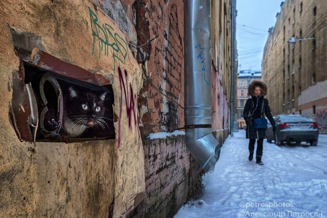 1080x720, 244 Kb / Питер, кот, улица, снег, девушка, водосточная труба, Петросян