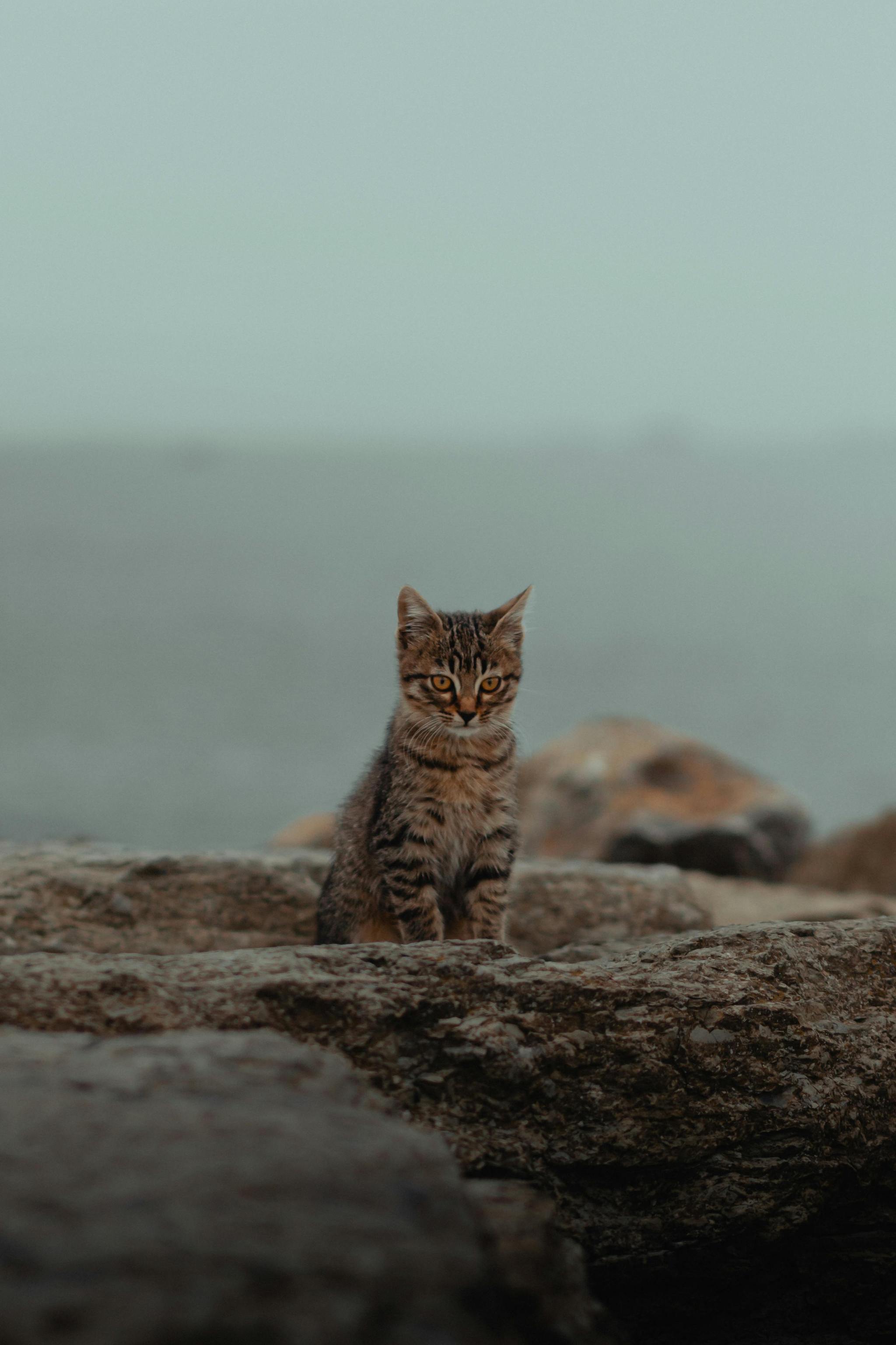 2048x3072, 312 Kb / кот, кошка, камни