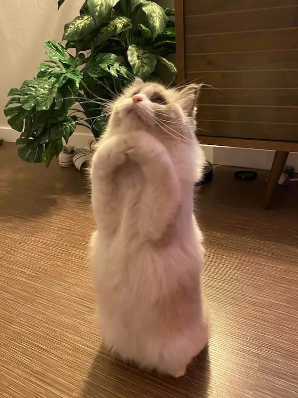 600x800, 160 Kb / кот, кошка, поза, растение