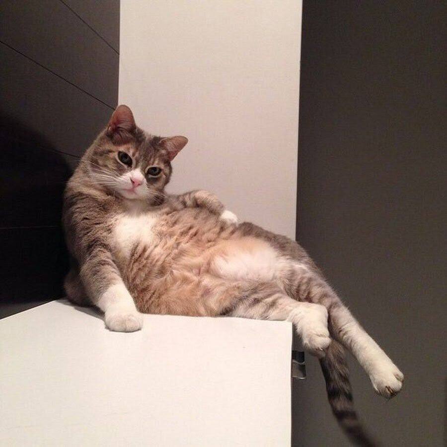 900x900, 59 Kb / Кот, кошка, поза