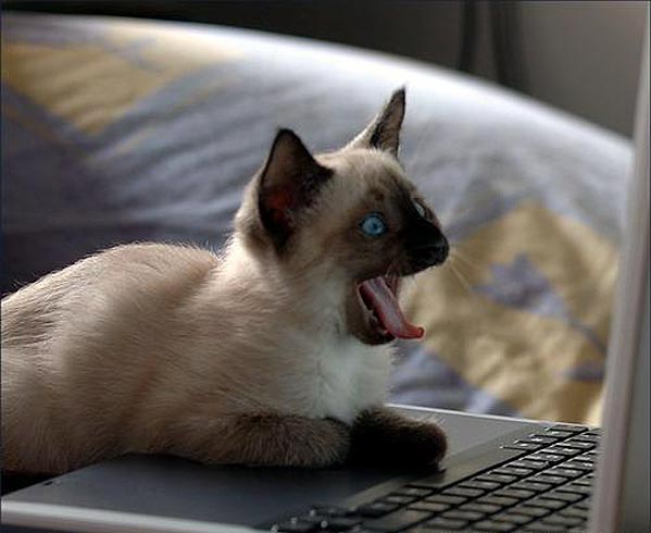 599x490, 35 Kb / кот, ноутбук, пасть
