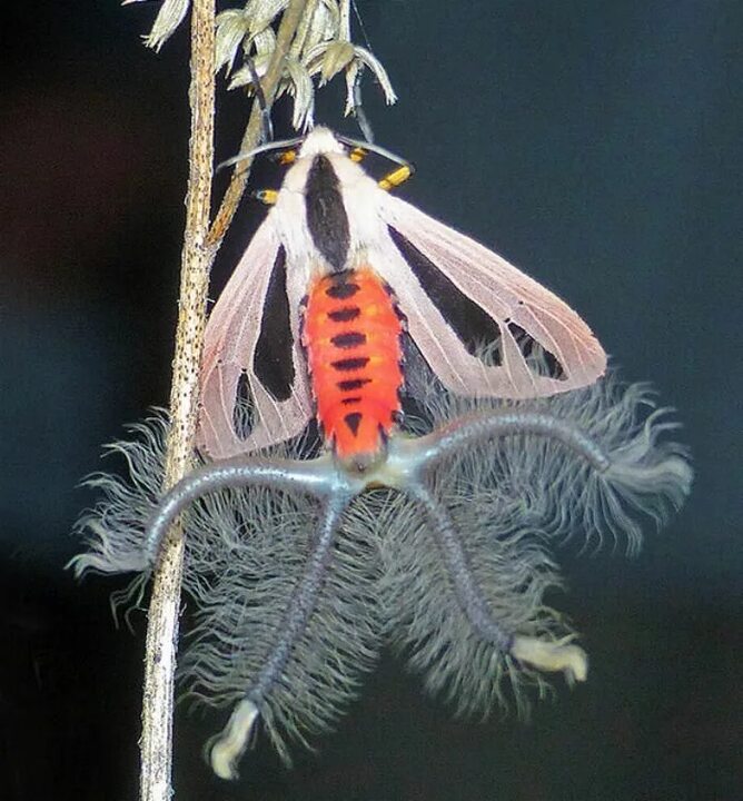668x720, 90 Kb / Мотылёк, бабочка, моль, щупальца, рога, creatonotos gangis, насекомое