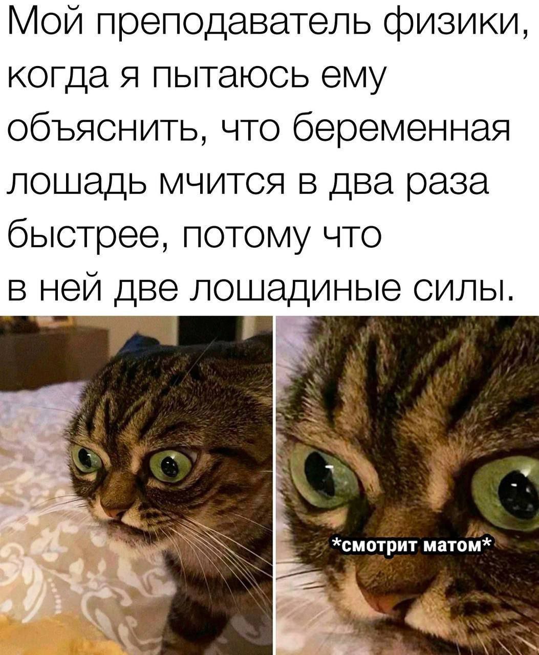 1053x1280, 200 Kb / лошадь, кот, мат, физика