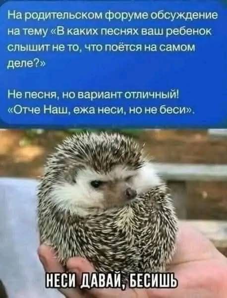458x600, 37 Kb / ёж,рука