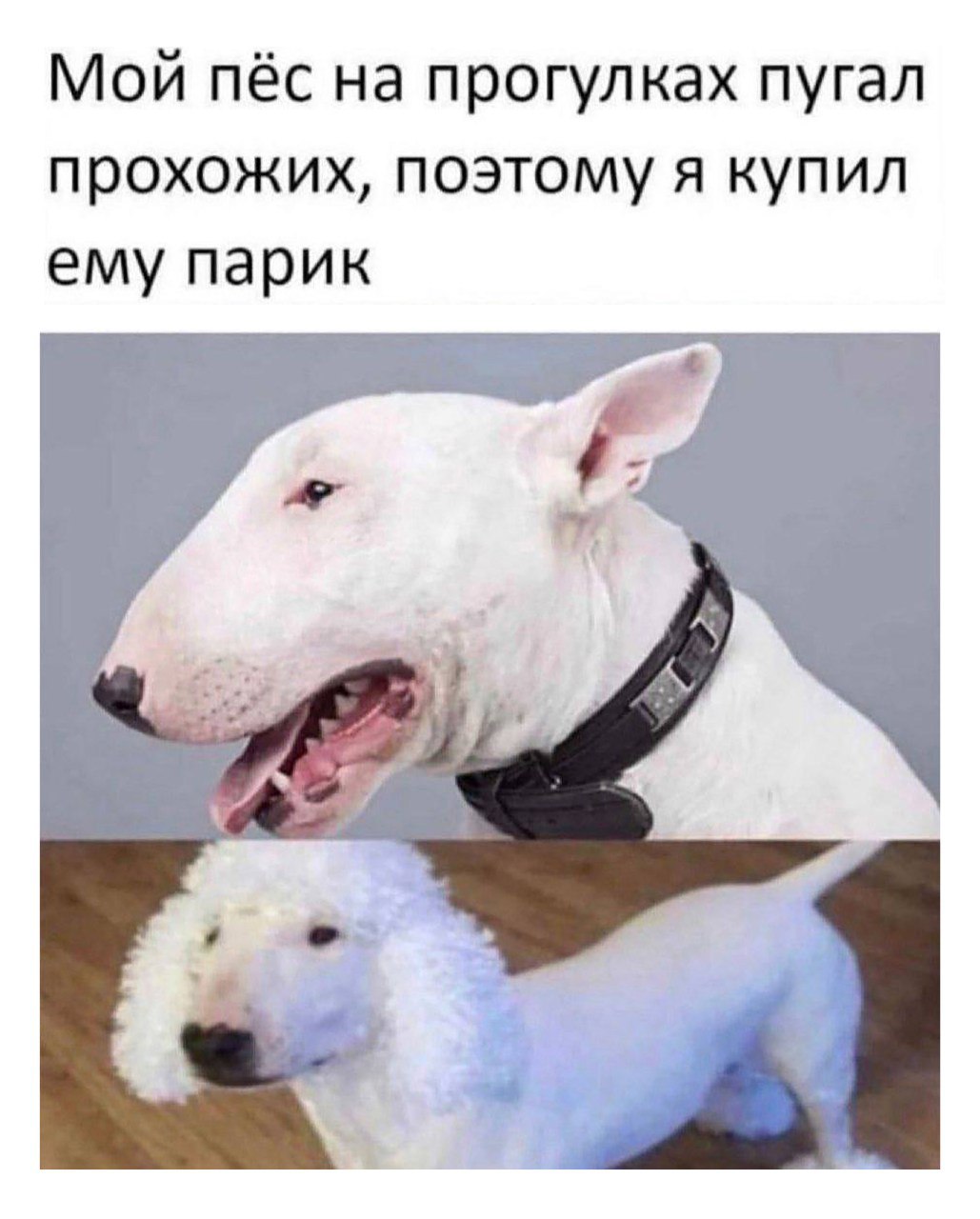 1029x1280, 131 Kb / собака, парик, бультерьер
