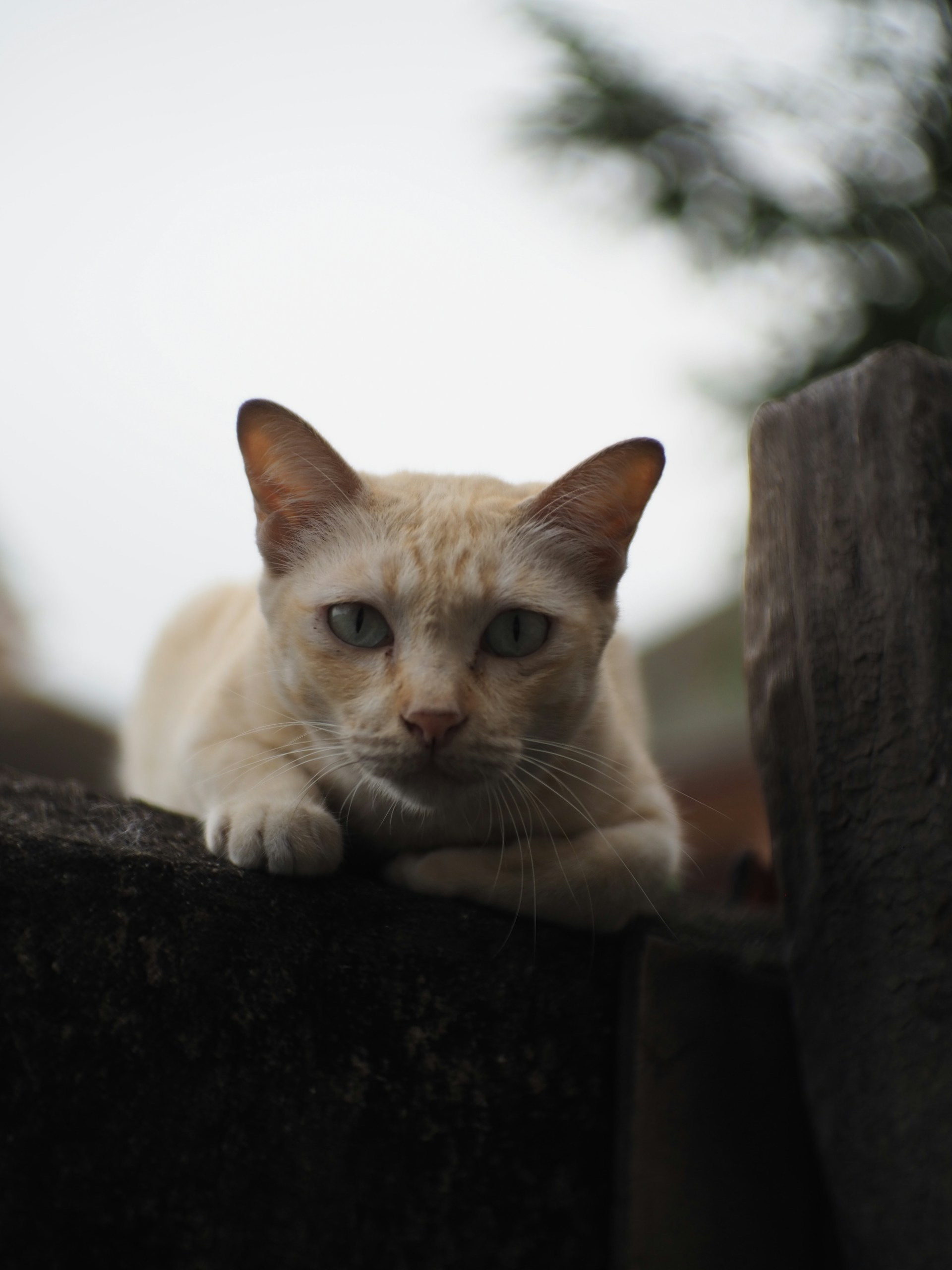 1920x2560, 286 Kb / кот, кошка, забор