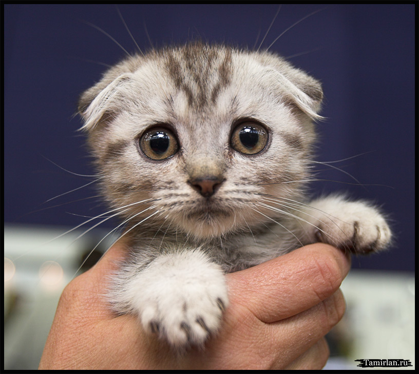 816x730, 155 Kb / котёнок