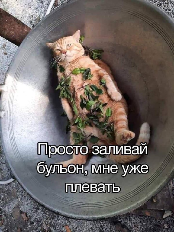 600x800, 118 Kb / кот,казан,зелень