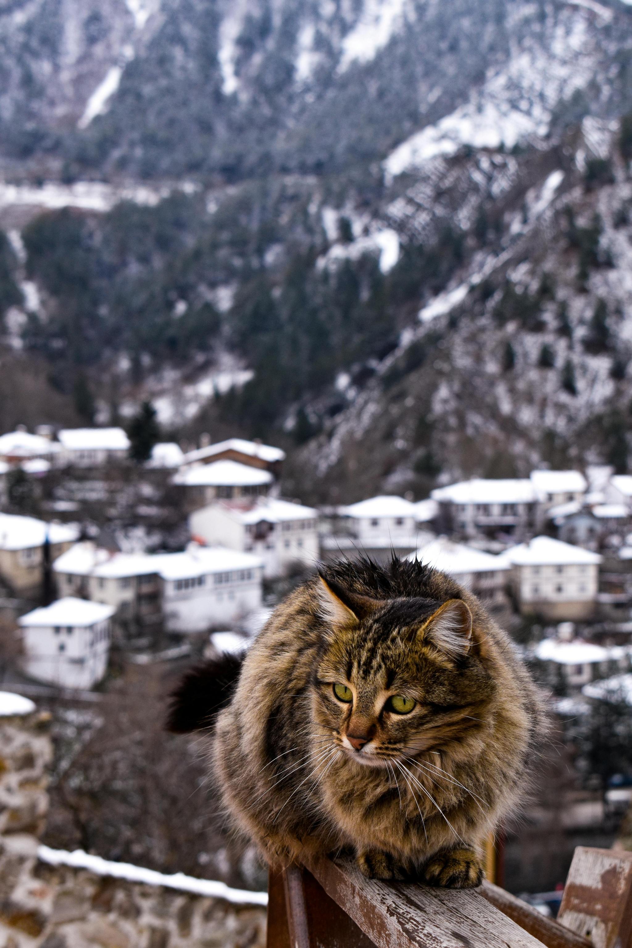 2048x3072, 635 Kb / кот, кошка, горы, снег