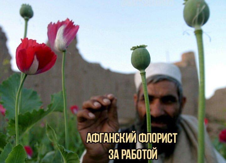 720x521, 37 Kb / цветы,бутоны,лицо