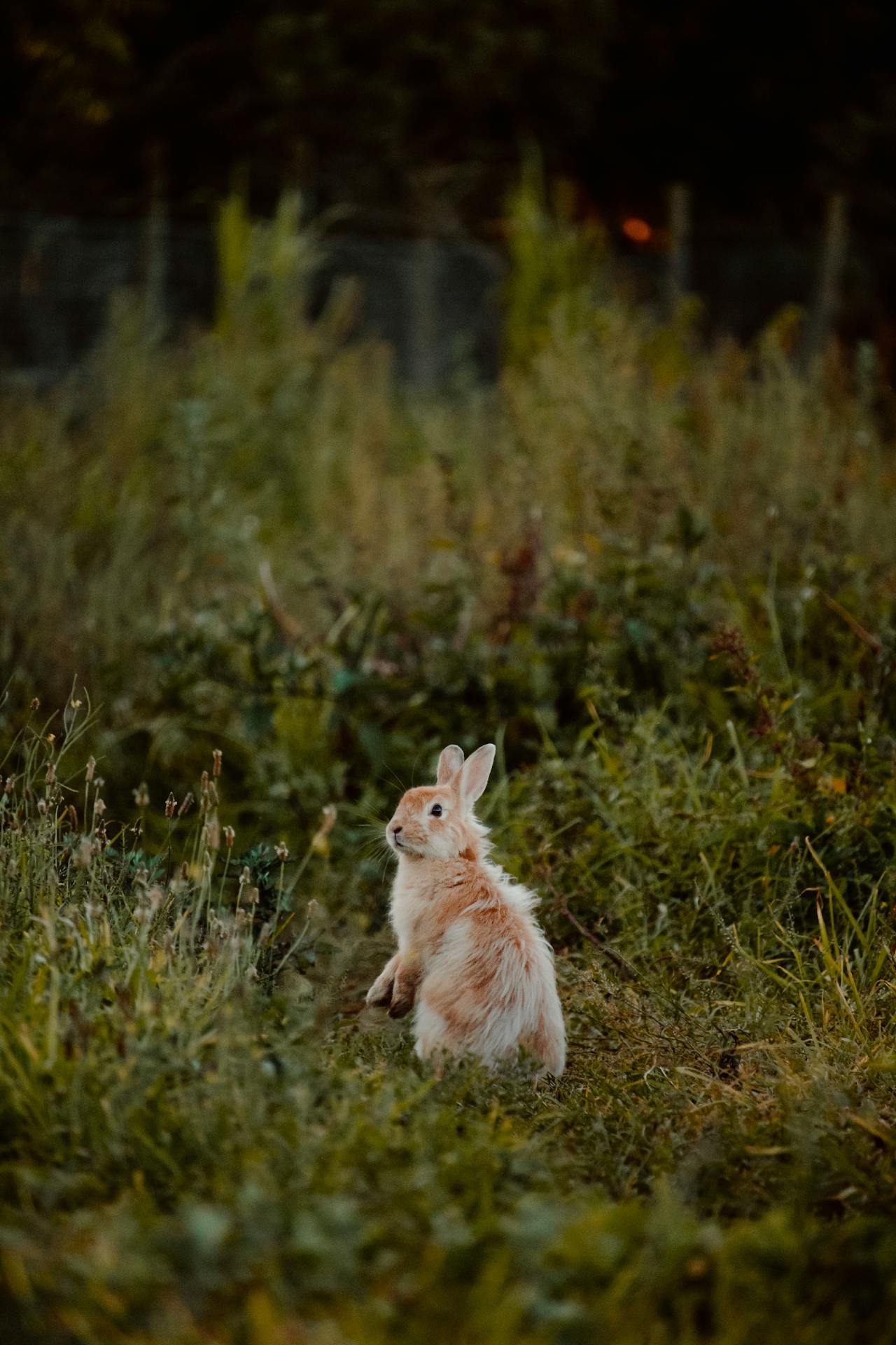 1280x1920, 229 Kb / заяц, кролик