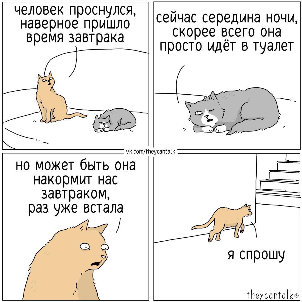 1280x1280, 130 Kb / кот, кошка, завтрак